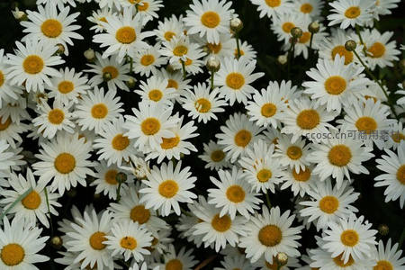 满屏雏菊盛放，洁白如云朵