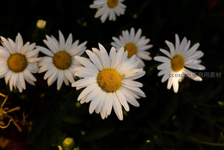 逆光下的雏菊花瓣透出柔和光芒