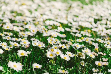 绿草地上铺满星星点点的雏菊