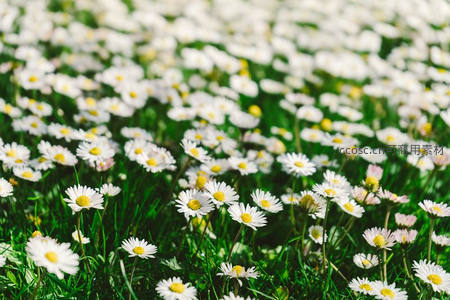 微风轻拂下摇曳的雏菊花田