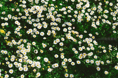 俯瞰满地雏菊，如繁星点缀绿地
