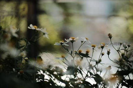 透过枝叶窥见雏菊，光影斑驳如梦