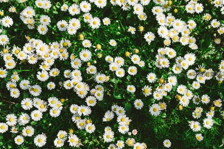 密布雏菊花海，绿意盎然春意浓