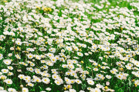 无垠雏菊原野，春光无限好时光