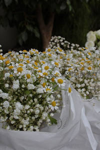 白色雏菊与满天星花束特写