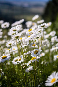 阳光下盛开的雏菊花海