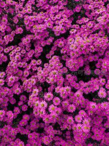 密集粉紫色菊花铺满画面