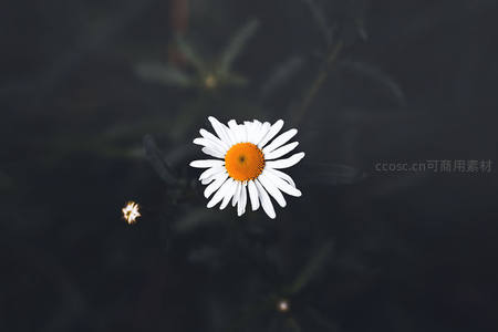 孤傲绽放的白色雏菊