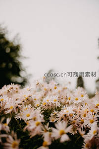 雾气朦胧中的淡雅雏菊丛