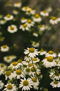 复古色调雏菊，静谧优雅的时光