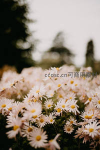 朦胧背景中的雏菊花海，诗意浪漫