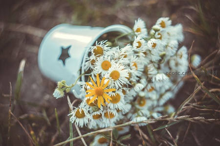 雏菊与星形杯子，田园野趣的邂逅