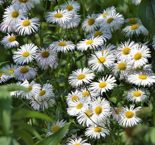 阳光洒落，雏菊丛中绽放灿烂笑容