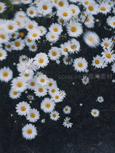 动感瞬间，雏菊在暗色背景中飞旋