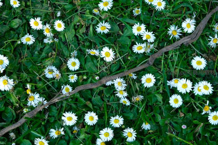 枝干穿行，雏菊点缀青翠草坪
