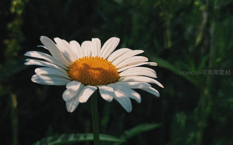 单朵雏菊在光影中静静绽放