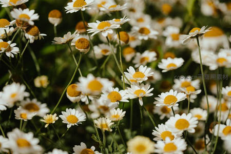 阳光洒满雏菊盛开花海