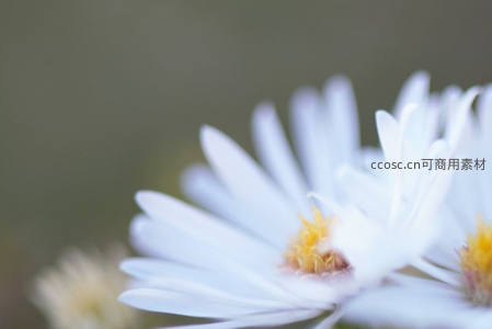 柔光下雏菊花瓣的细腻