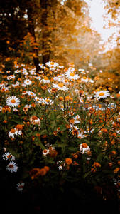 秋日林间雏菊如雪绽放