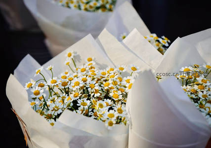 纸包雏菊束清新雅致