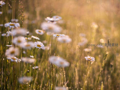 夕阳洒落的雏菊花海朦胧美景