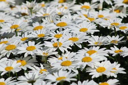 阳光下盛开的雏菊群落近景