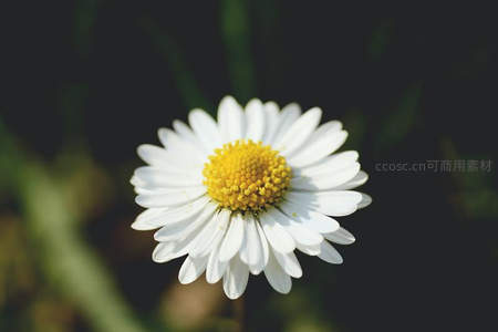 单朵雏菊，微距绽放