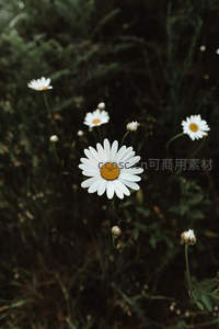 暗影丛中，雏菊独放