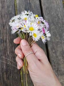 手握雏菊花束，木质背景衬托温柔日常与浪漫情调