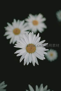 暗夜中的雏菊绽放纯净之美