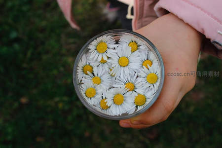 孩童手捧玻璃碗中雏菊