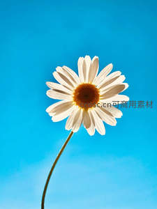 单枝雏菊迎风挺立蓝天