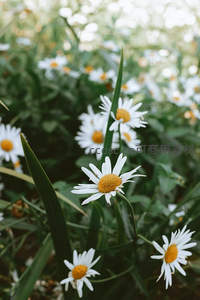 绿叶丛中雏菊优雅绽放