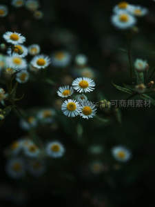 暗影中的雏菊绽放，静谧而优雅