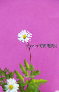 单枝雏菊立于粉紫背景，简约唯美