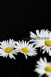 黑底白雏菊，经典对比凸显纯净美