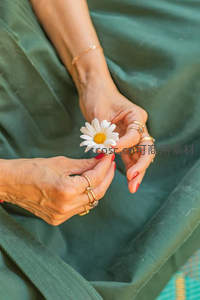 手捧雏菊，温柔时光