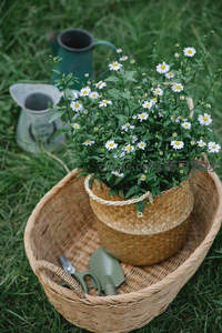 田园篮中雏菊盛放