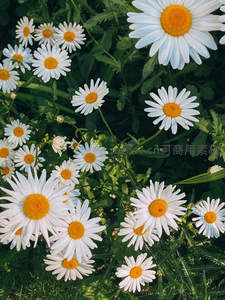 阳光洒满雏菊花丛，绿叶衬托洁白花瓣