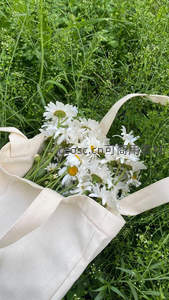 帆布袋里的新鲜雏菊在绿丛中