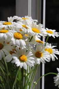 窗边的雏菊，阳光洒落的温暖时刻