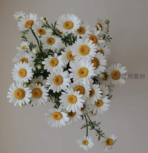 俯拍视角下的雏菊花束，饱满而生动