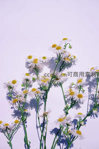 光影下的雏菊，白色花瓣在浅紫背景中投下优雅阴影