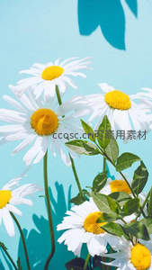 蓝墙前的雏菊，绿叶点缀，清新活力扑面而来