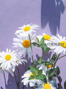 紫色墙边的雏菊，光影婆娑，营造梦幻般的视觉盛宴