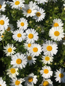 阳光下成片盛开的雏菊花海