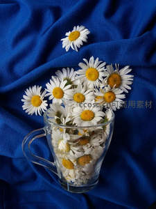 玻璃杯中雏菊与深蓝布景静物