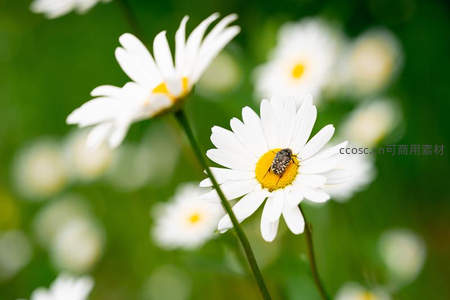 蜜蜂采蜜雏菊上，生机盎然