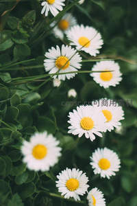 绿叶丛中雏菊朵朵，野趣十足