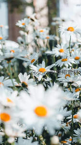 花海雏菊随风摇曳，梦幻唯美